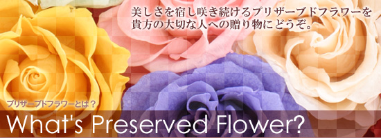 �i���̔��������h���炫������v���U�[�u�h�t�����[���M���̑�؂Ȑl�ւ̑��蕨�ɂǂ���