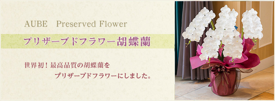 AUBE�̃v���U�[�u�h�t�����[�Ӓ���